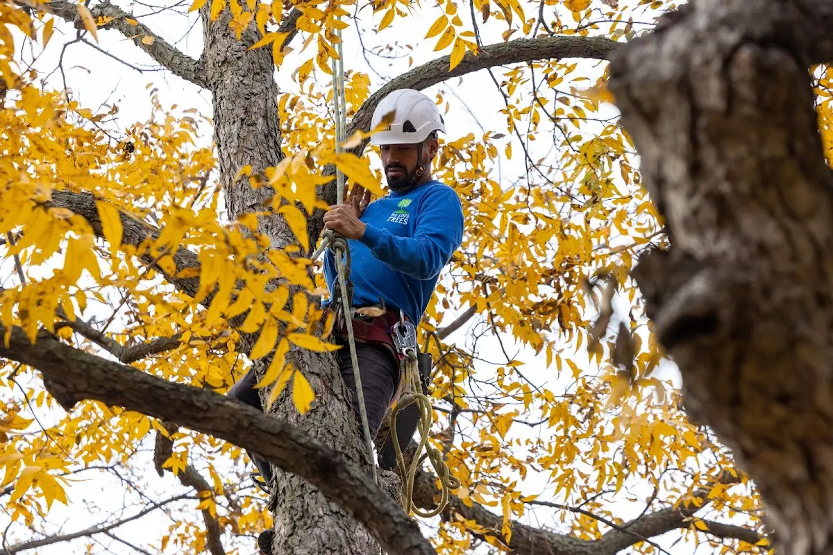 Skilled Tree Trimming crew working in Maiden Rock